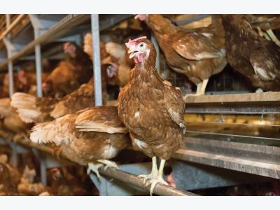 Laying hen housing systems: Its about trade-offs