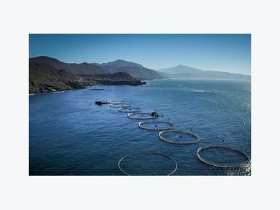 Mexico to invest at least USD 50 million in mariculture