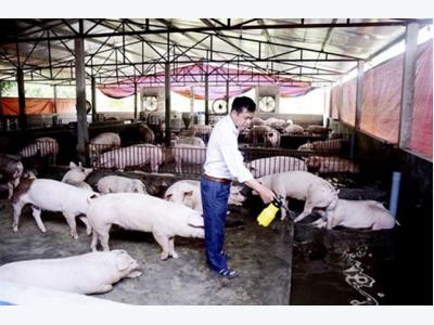 Vietnam confronts pig farming surplus