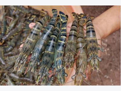 Seafood exports to China expected to surpass US$1 billion