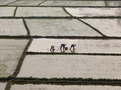 Rice prices up in Thailand on China deal; slow in India, Vietnam