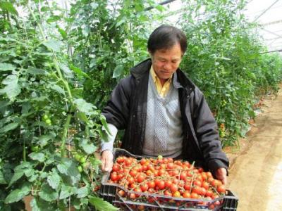 Japan helps Lam Dong become an hi-tech agriculture hub