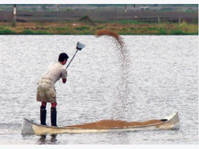 Feeds and water quality revisited