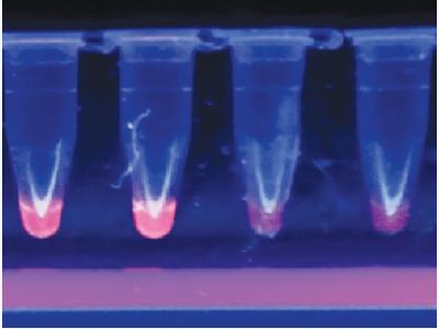 On-site diagnostic kit identifies WSSV in shrimp