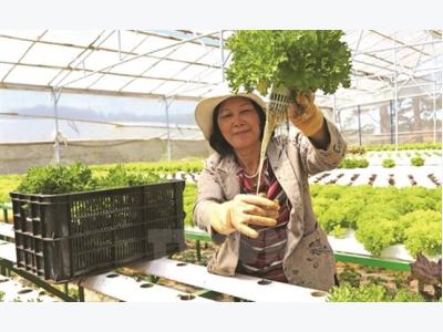 Japanese capital poured into intensive farming in Vietnam
