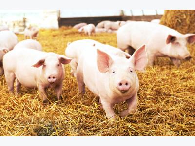 9 tips for dispelling myths about pig farms and pork