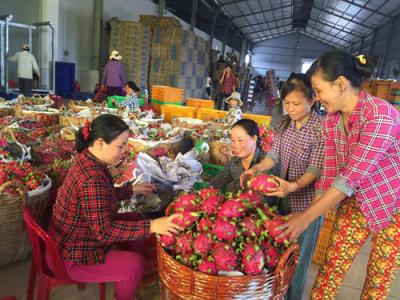 Giá thanh long ruột đỏ tăng mạnh