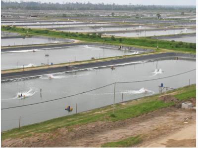 Proper water circulation in aquaculture ponds critical