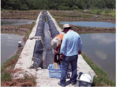 Natural feed additive improves shrimp productivity