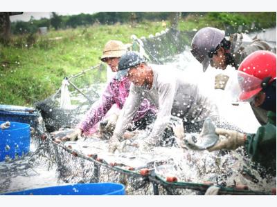 Chinese aquafarming feeds global overfishing crisis