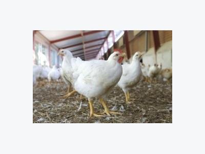 Reducing broiler leg problems with heat