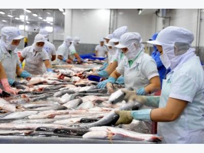 Tra fish prices on the rise