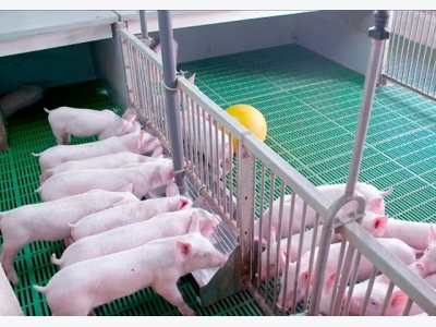 Chuyện cách mạng 4.0 trong chăn nuôi lợn của ông vua trang trại Thái Dương