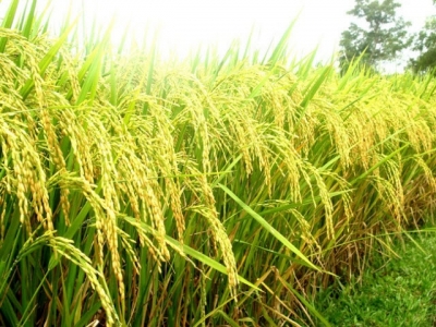 Các thiệt hại trên ruộng lúa - Phần 10