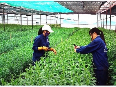 Japan supports projects on organic agriculture development in Ben Tre
