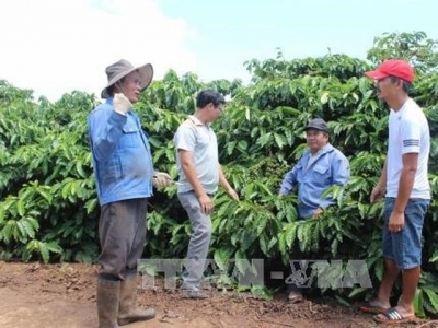 Gia Lai farmers struggle to find higher prices for VietGap coffee