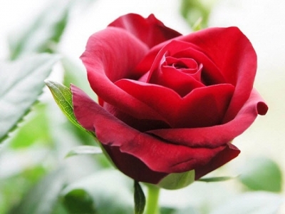 Kỹ thuật trồng cây hoa hồng Đà Lạt cho vườn nhà ngập hương