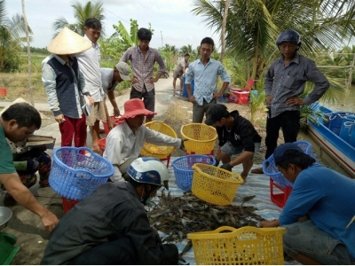 Chuyển giao nhiều mô hình thủy sản hiệu quả