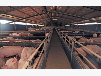 How whey can cut the cost of pig feed