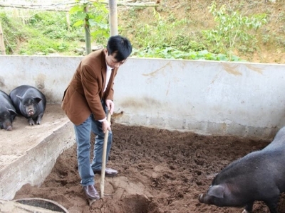 Nuôi lợn bản địa trên nền đệm lót sinh học