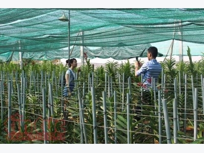 Ho Chi Minh City farm production shoots up