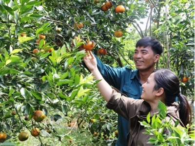 Ngưỡng mộ mô hình cam Canh trên đất Lâm Đồng, thu hơn tỷ đồng/năm