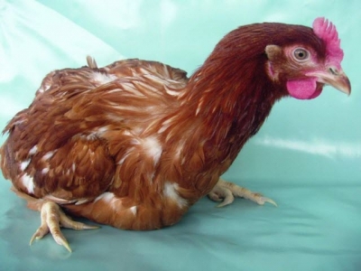 What is wrong with this hen?