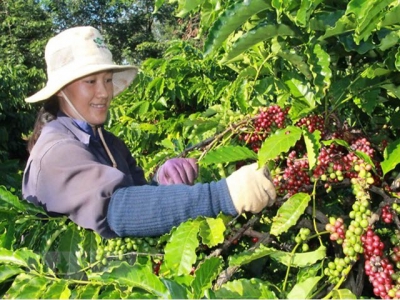 Việt Nam exports US$3.5 billion worth of coffee in 2018