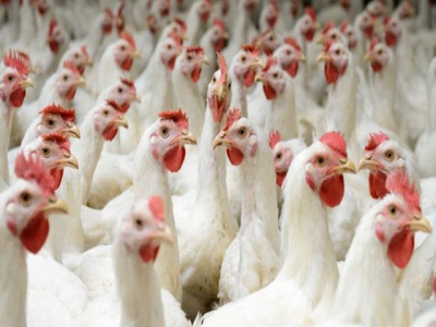 Vitamin compound may encourage growth in chickens
