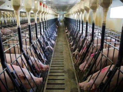 Xử lý ô nhiễm môi trường kết hợp với tận dụng chất thải của các trang trại chăn nuôi lợn