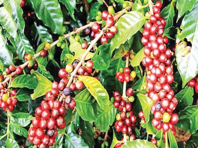 Vietnams coffee industry in danger as farmers shift to other crops