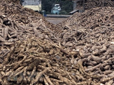 Vietnams cassava industry faces big hurdles