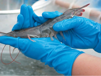 Biosecurity principles for sustainable production using SPF shrimp