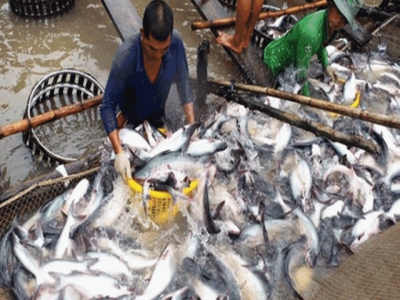Singapore and Philipines – two emerging importers of Vietnams pangasius