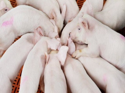 Pig survivability project to reshape pork industry