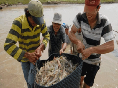 Toàn Thắng Cooperative meets ASC standards in shrimp culture