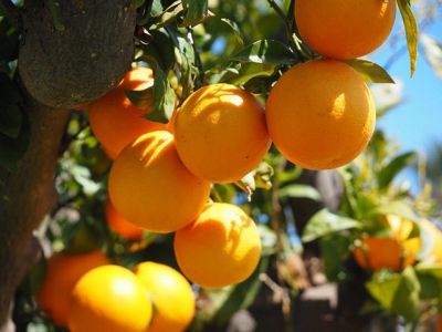 Kỹ thuật trồng cây cam cho năng suất cao mà không sâu bệnh