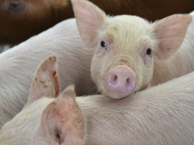 Low-oil DDGS provides less energy, more protein in pig diets