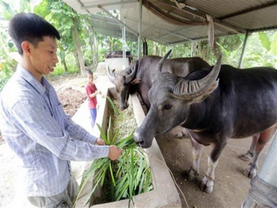 Vietnam seeks to develop modern livestock industry