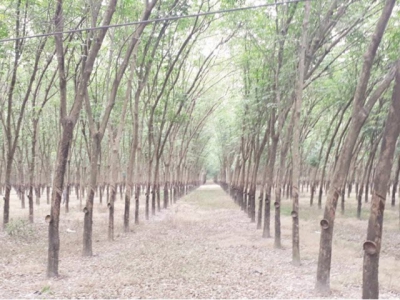 New development for rubber industry