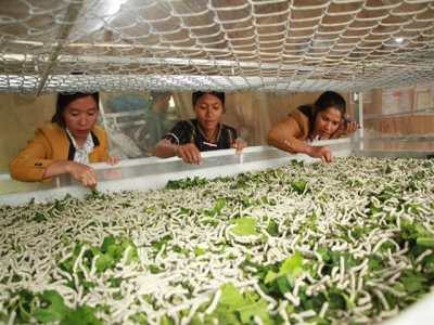 Lâm Đồng sericulture farmers find livelihoods steady