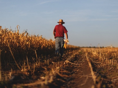 Delayed spring planting hampers US feed crop harvest