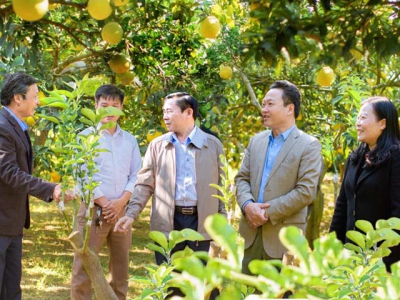 Promoting Yen Thuy pomelo brand