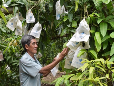 Mekong Delta province to expand area under mango