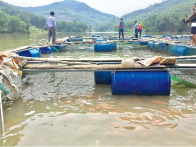 Hiệu quả nuôi cá lòng hồ thủy điện tại Quảng Ngãi