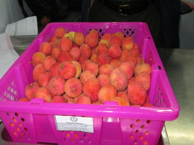 Japan to become a new market for Vietnamese litchi