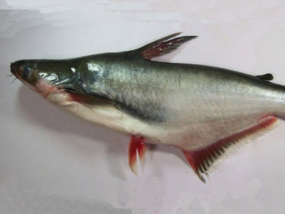 Natri betonic - Nguyên liệu trị bệnh mới trên cá da trơn