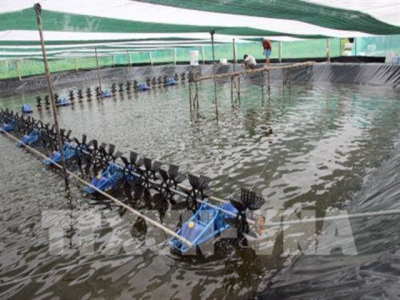 Cà Mau to increase aquaculture output