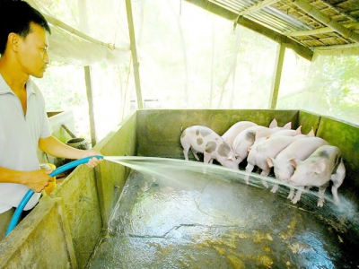 Pork prices hit all-time high in Ho Chi Minh City