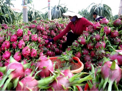 North needs more linkages with southern agricultural goods